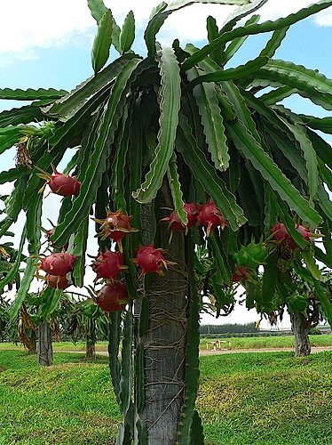 Dragon Fruit Plant. Rau Tien Vua: Dragon Fruit